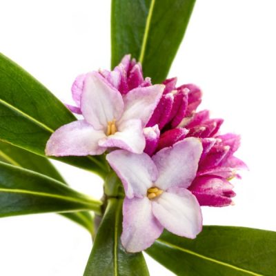 Daphne Fragrance Oil