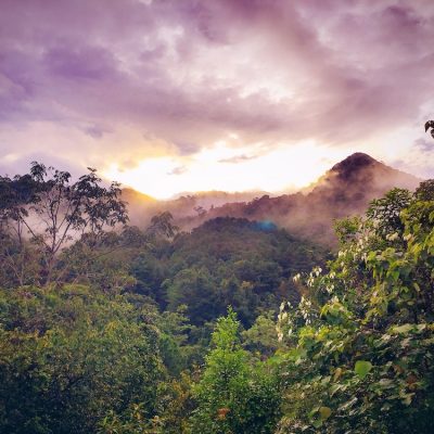 Rainforest Palm Fragrance Oil