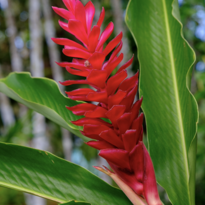 Ginger Flower Fragrance