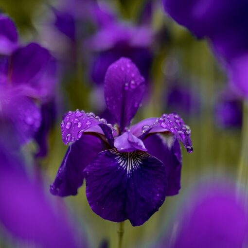 Wild iris fragrance oil
