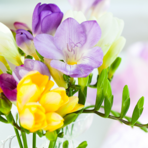 Freesia Olome Notes