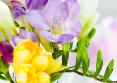 Freesia Olome Notes