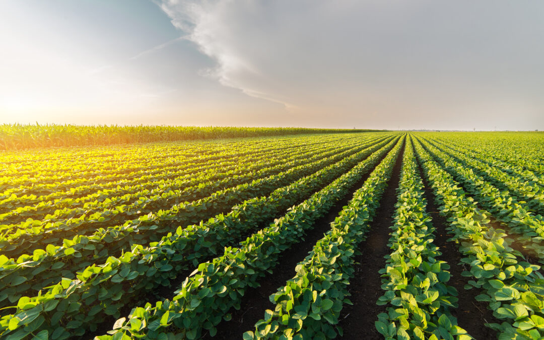 Soy bean crops