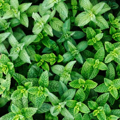 Spearmint Fragrance Oil