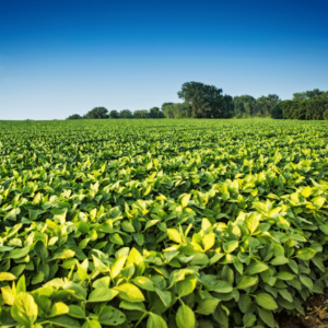 Soy Wax Beans
